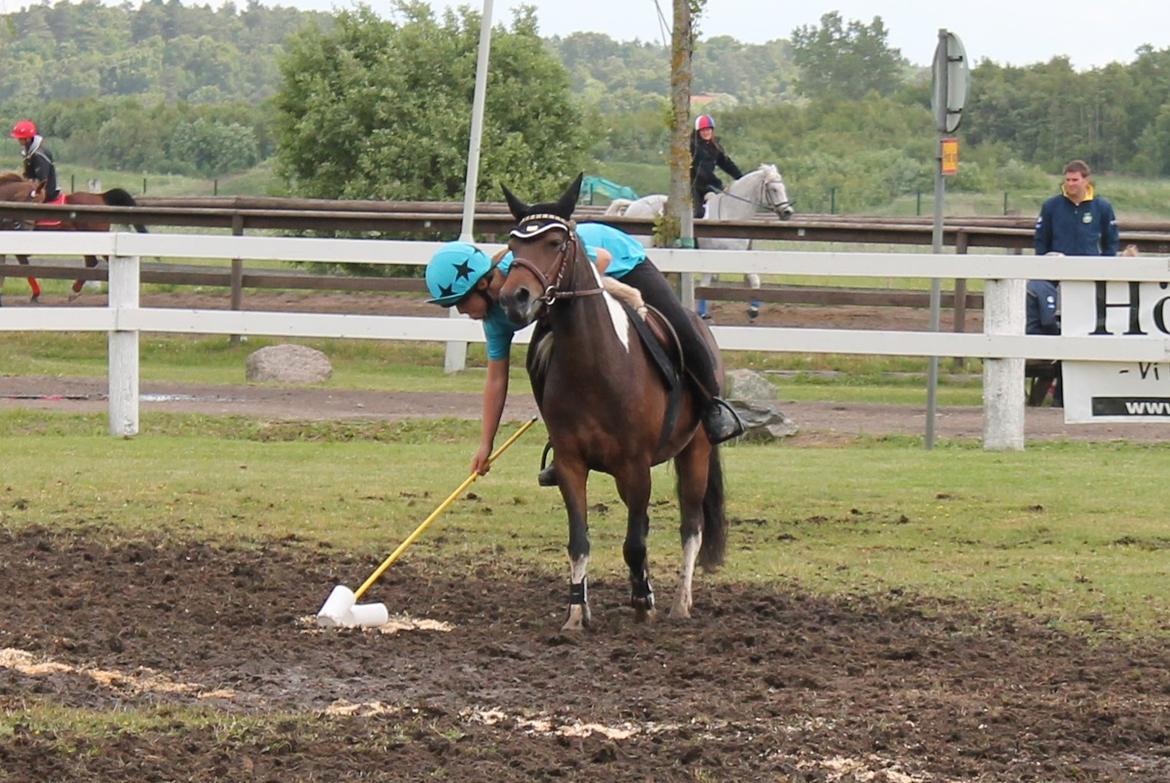 Pinto Foxy billede 16