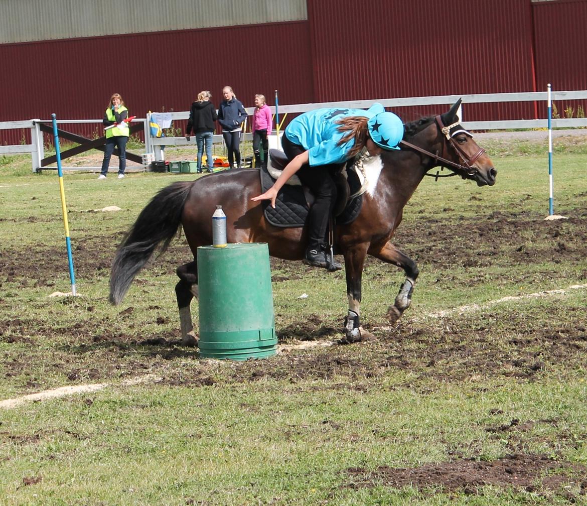 Pinto Foxy billede 17