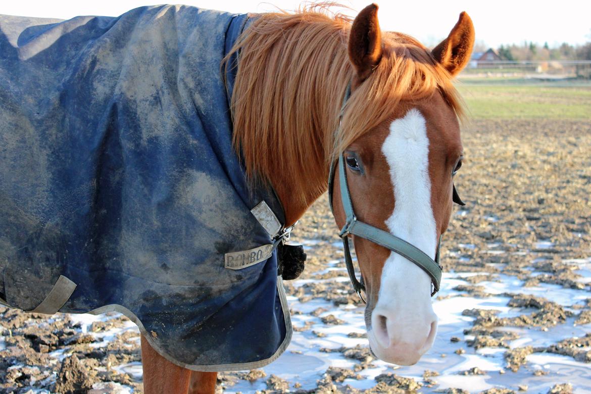 Palomino Marielyst Mr. Perfect billede 9