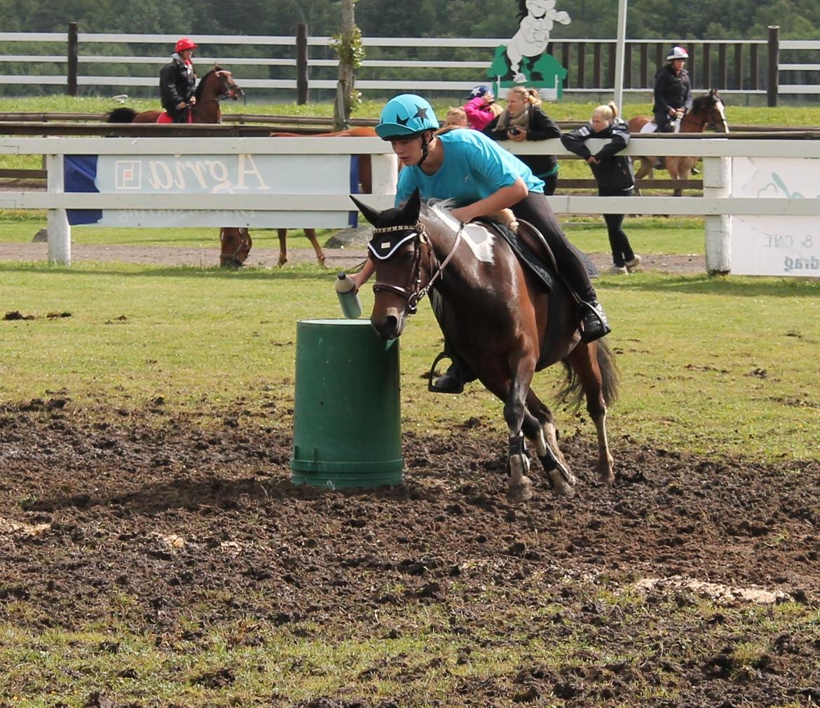 Pinto Foxy billede 18