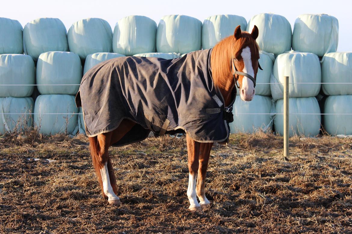 Palomino Marielyst Mr. Perfect billede 7