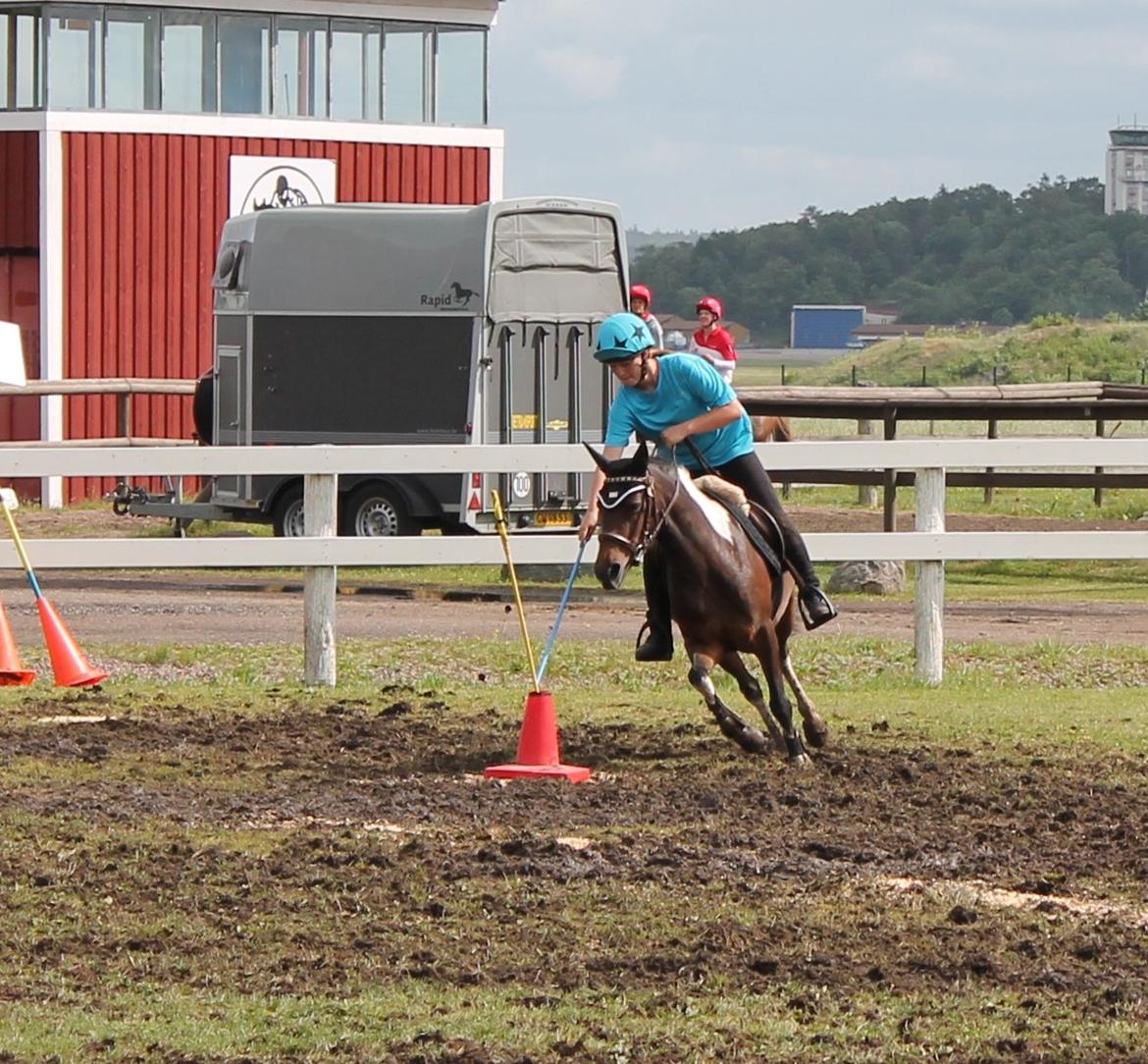 Pinto Foxy billede 19