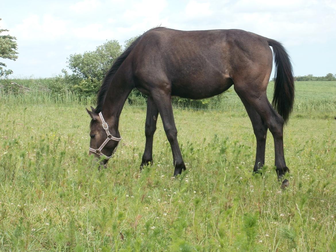 Dansk Varmblod Amirah - 16/6 2013 billede 14