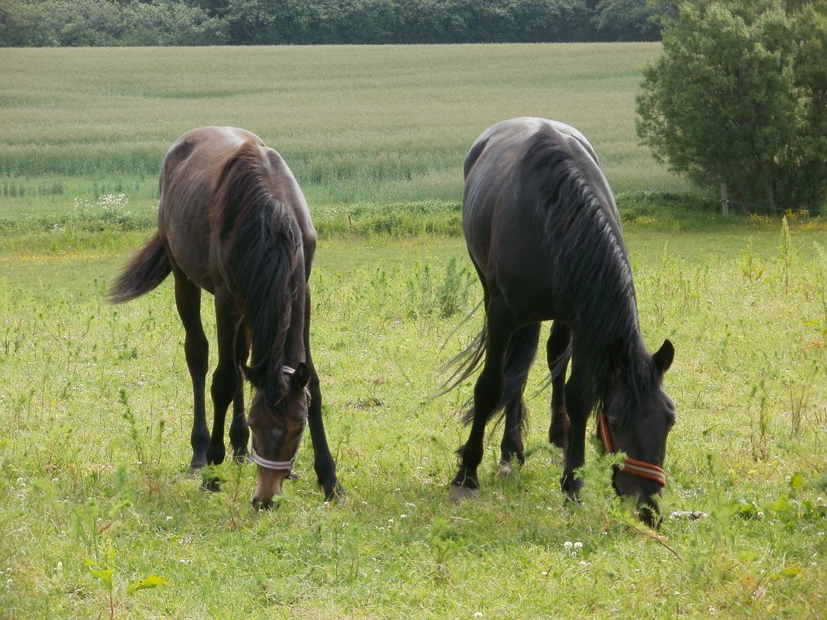 Dansk Varmblod Amirah - 16/6 2013 - Mirah og ny ven, Lurifax billede 16