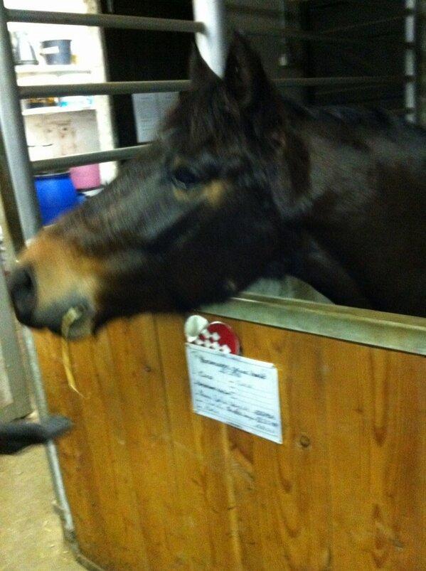 New Forest Horsemosens Prince Hamlet - I vinters, morgenfriske ''skinke''! xD billede 13