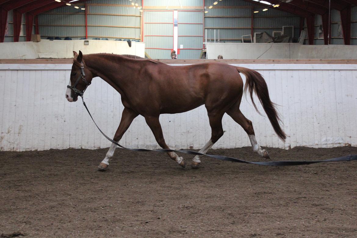 Palomino Marielyst Mr. Perfect billede 5