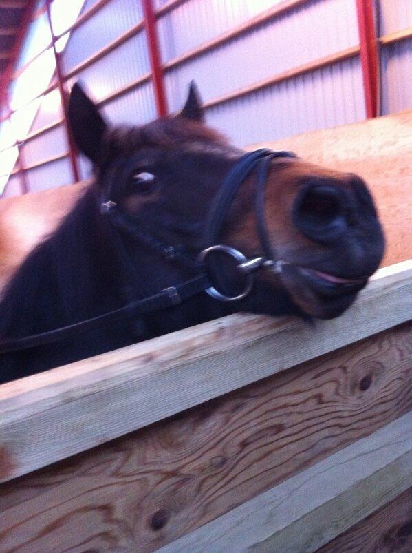 New Forest Horsemosens Prince Hamlet - ... Ved squ ikke hvad jeg skal skrive her! :-D billede 14