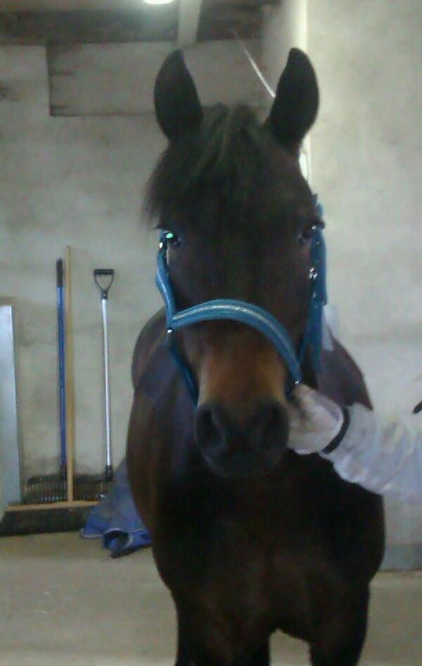 New Forest Horsemosens Prince Hamlet - Velkommen til Hamlet's profil, smid gerne en bedømmelse! (; billede 1