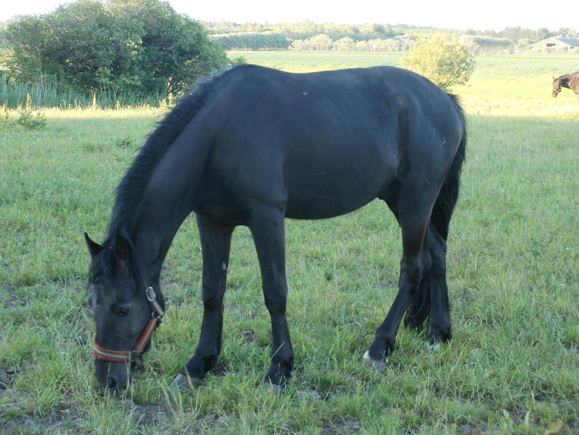Anden særlig race Engbæks Lurifax - 3 år  billede 11