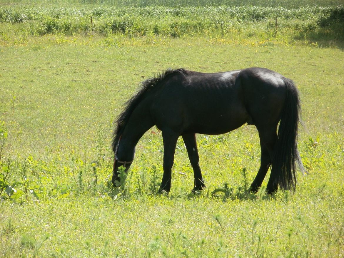 Anden særlig race Engbæks Lurifax - 3 år billede 12