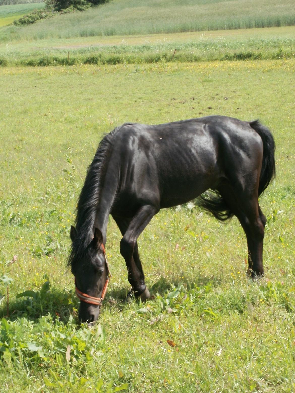 Anden særlig race Engbæks Lurifax billede 13