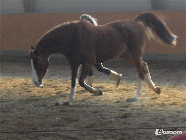Palomino Marielyst Mr. Perfect - Pøf og jeg har kendt hinanden en uge. Pøf løber ved siden af mig i hallen. billede 10