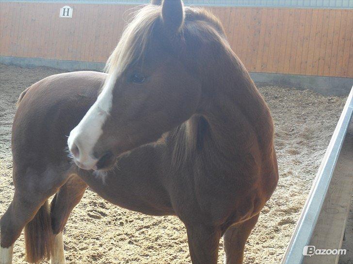 Palomino Marielyst Mr. Perfect billede 11