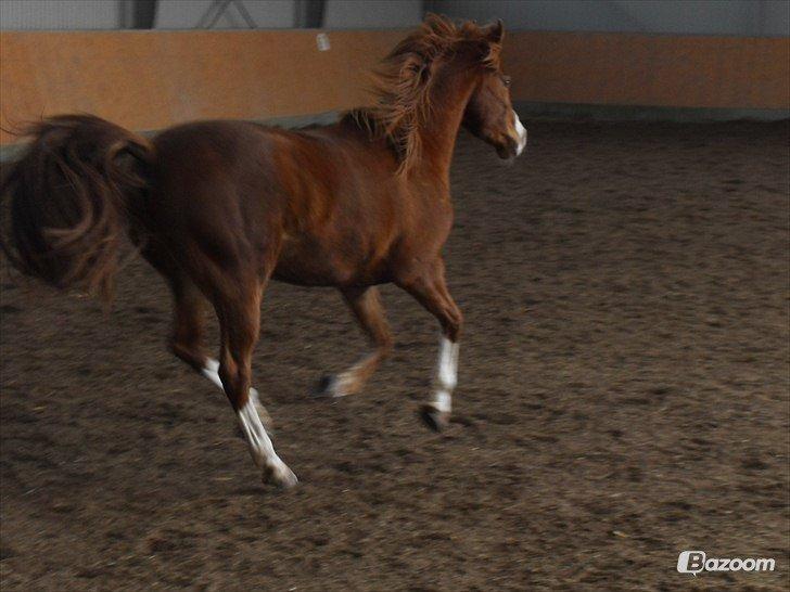 Palomino Marielyst Mr. Perfect billede 12