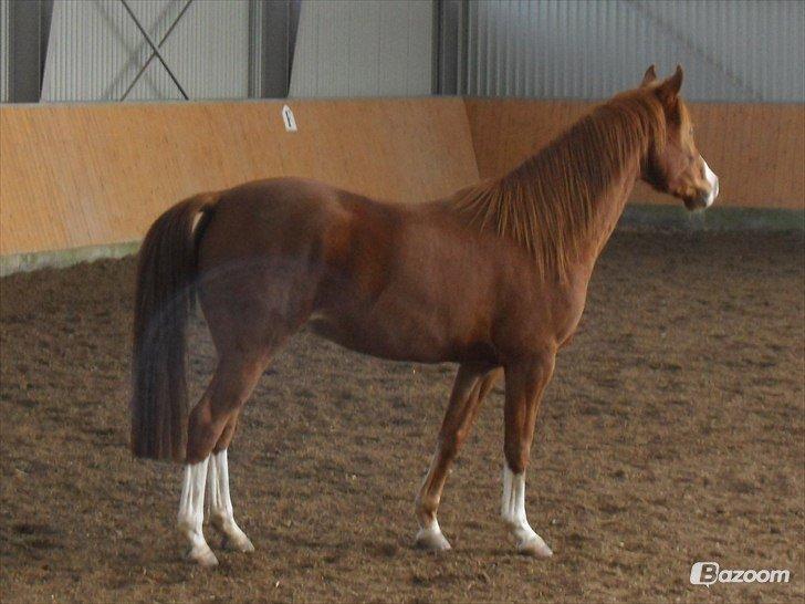 Palomino Marielyst Mr. Perfect billede 13