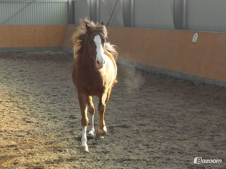 Palomino Marielyst Mr. Perfect billede 14