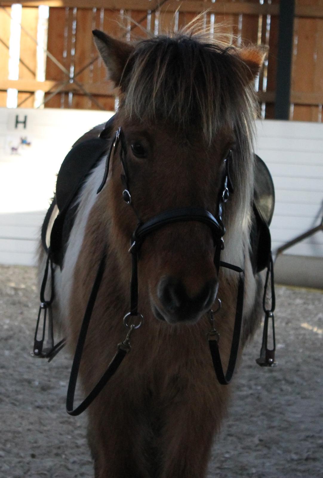 Islænder Blika fra Litlu-Sandvik <3 - Vinteren 2012 billede 7