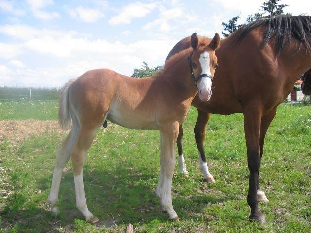 Palomino Marielyst Mr. Perfect - Pøf 14 dage gammel. billede 15