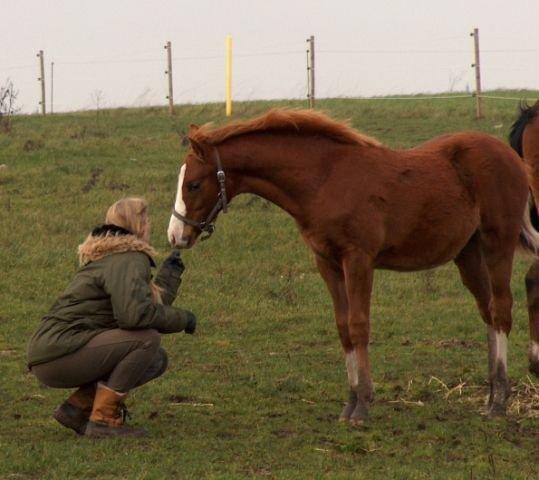 Palomino Marielyst Mr. Perfect - Pøf 6 måneder gammel, hos avler. billede 16