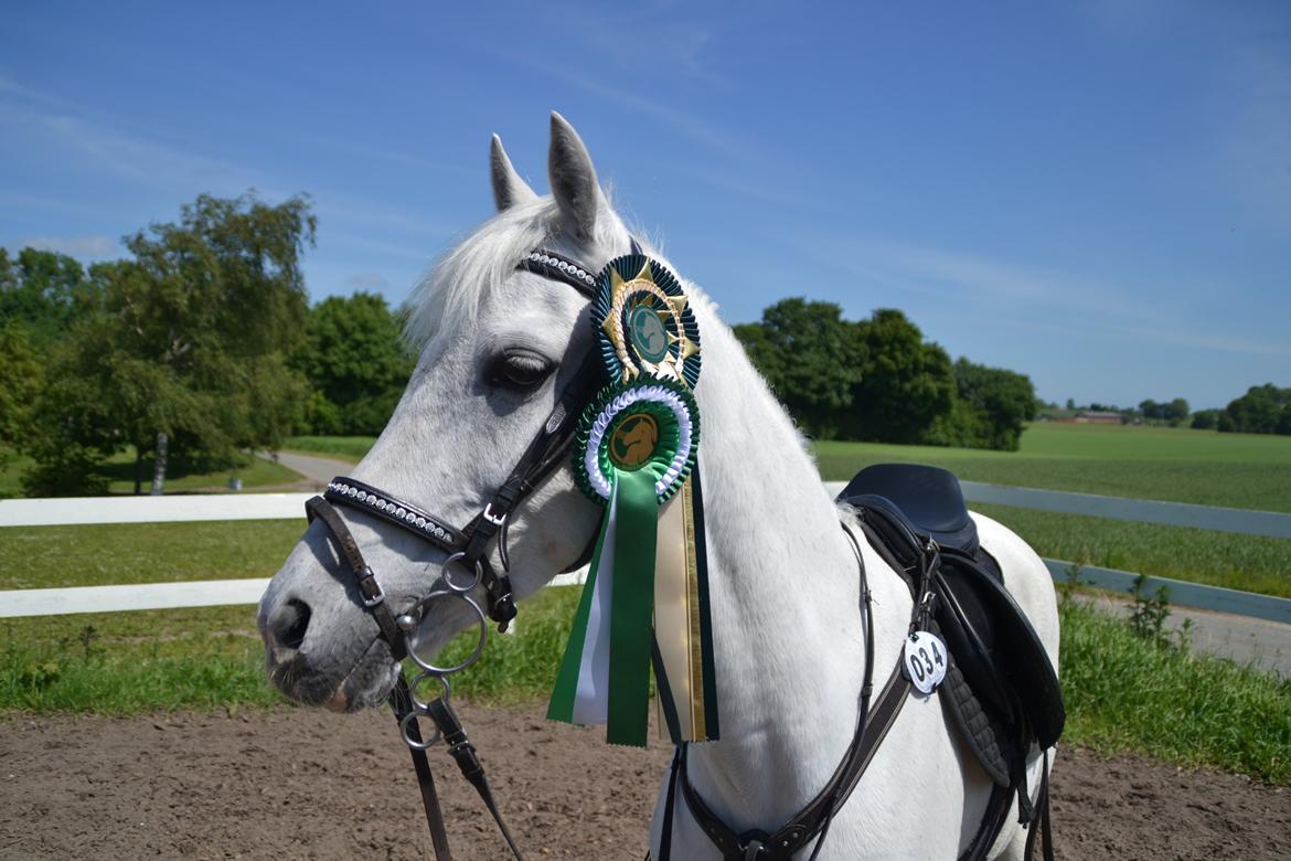 Tysk Sportspony Maidens Blush - 3 pl. LA1*, og 3. pl. i kommunemesterskab spring 2013.. xx Fotograf: mig billede 12