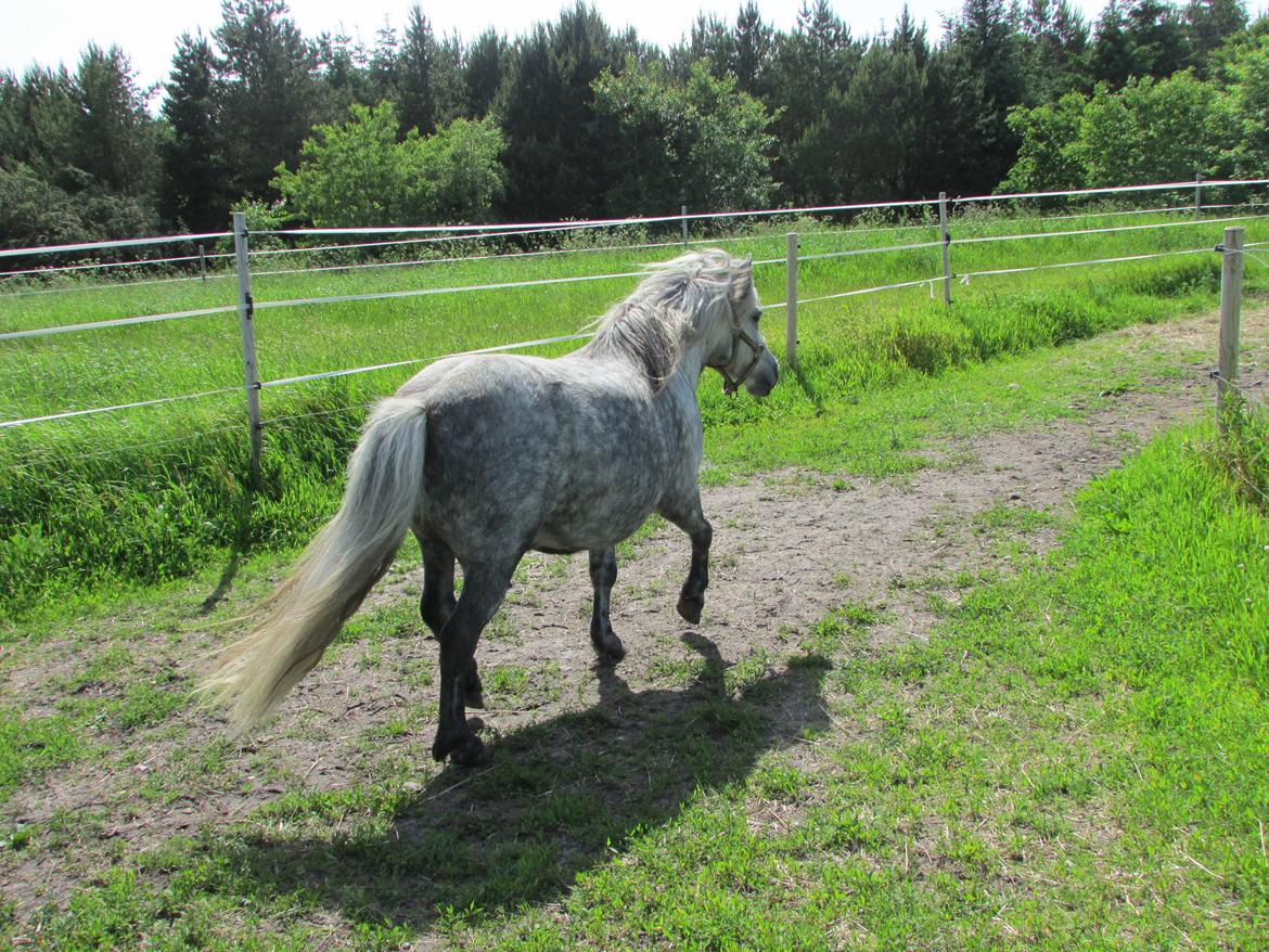 Shetlænder Teglgårdens Ymer - Løøøb, hun tager billeder!;-) billede 2