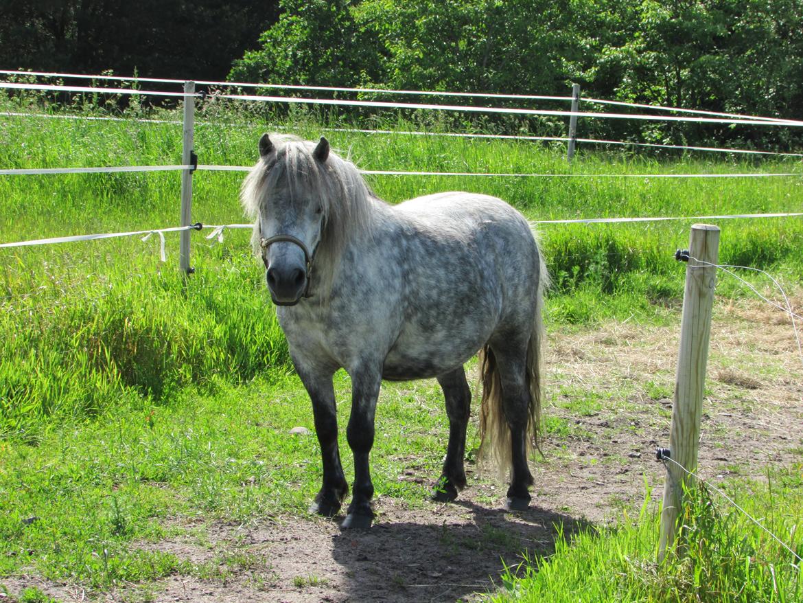 Shetlænder Teglgårdens Ymer - Velkommen, til den bette charmefyr!;-) billede 1