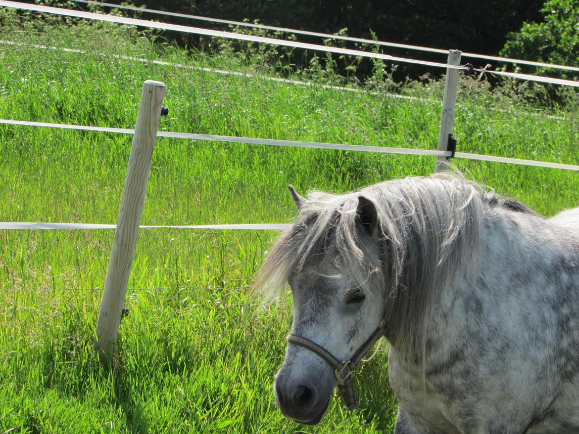Shetlænder Teglgårdens Ymer - <3 billede 3