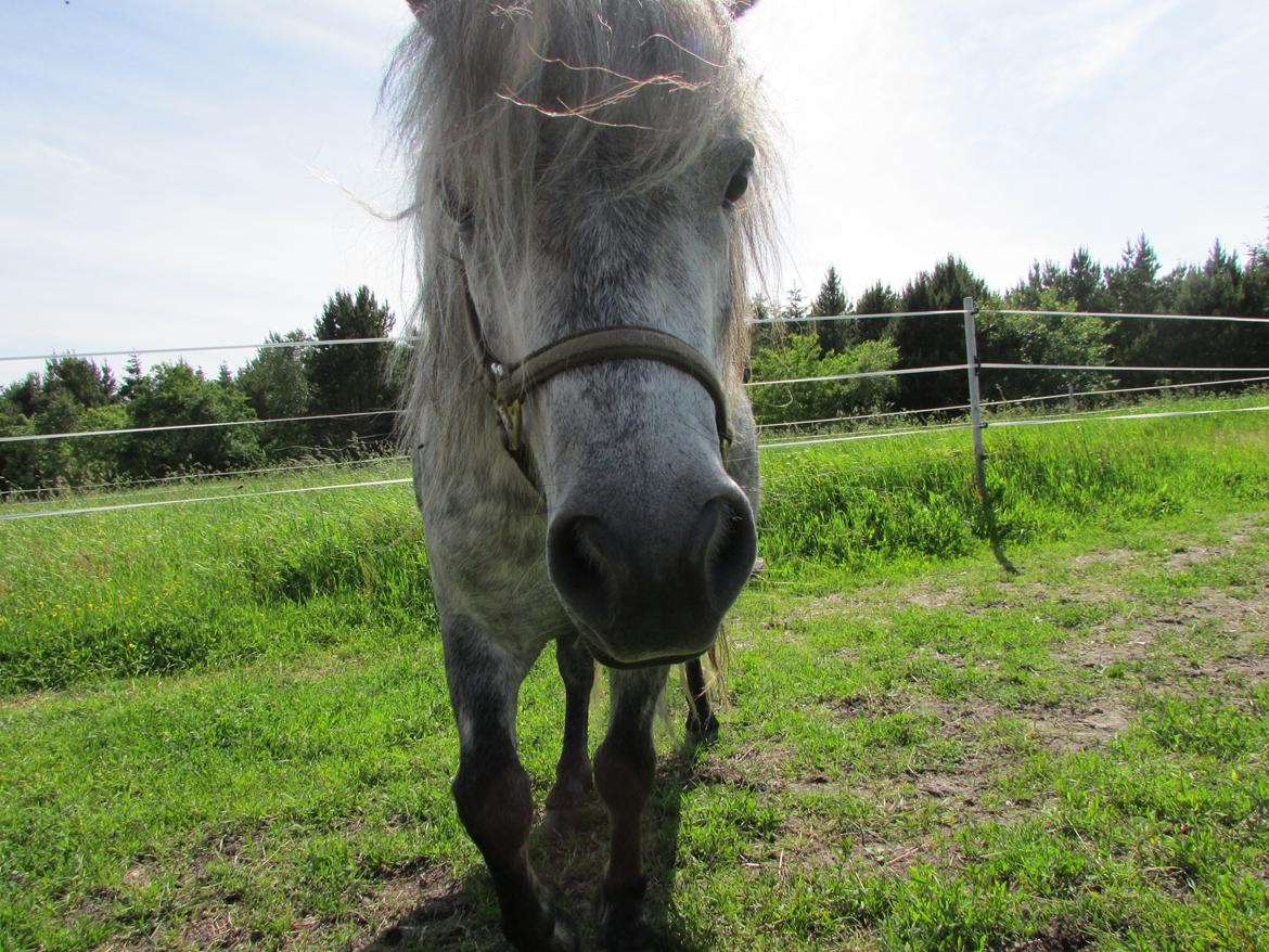 Shetlænder Teglgårdens Ymer billede 4