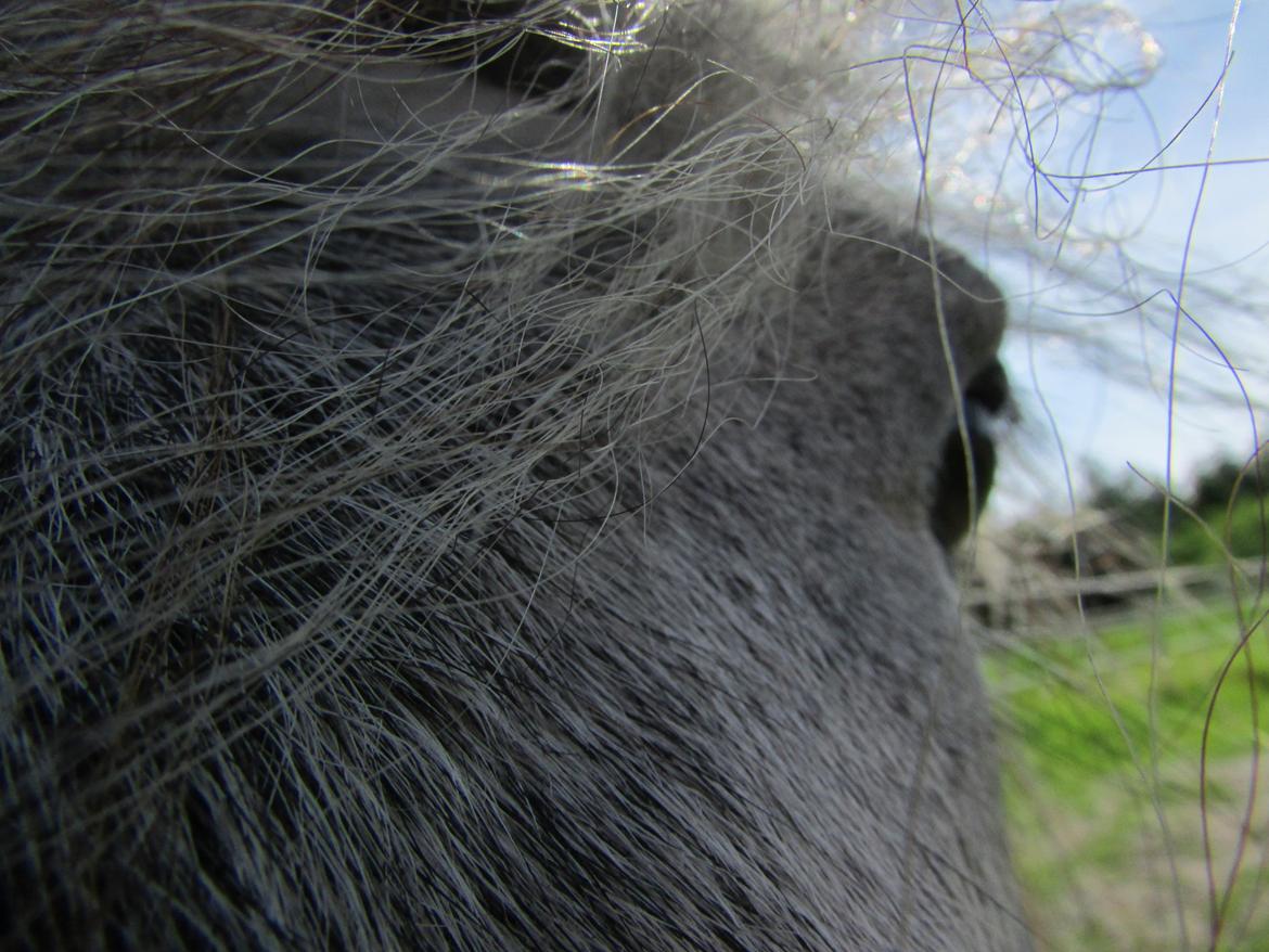 Shetlænder Teglgårdens Ymer billede 5