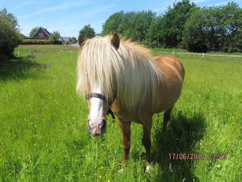 Islænder Prúð frá Grund - Prúd på vores sommerfold, hendes første sommer i Danmark :-D billede 3