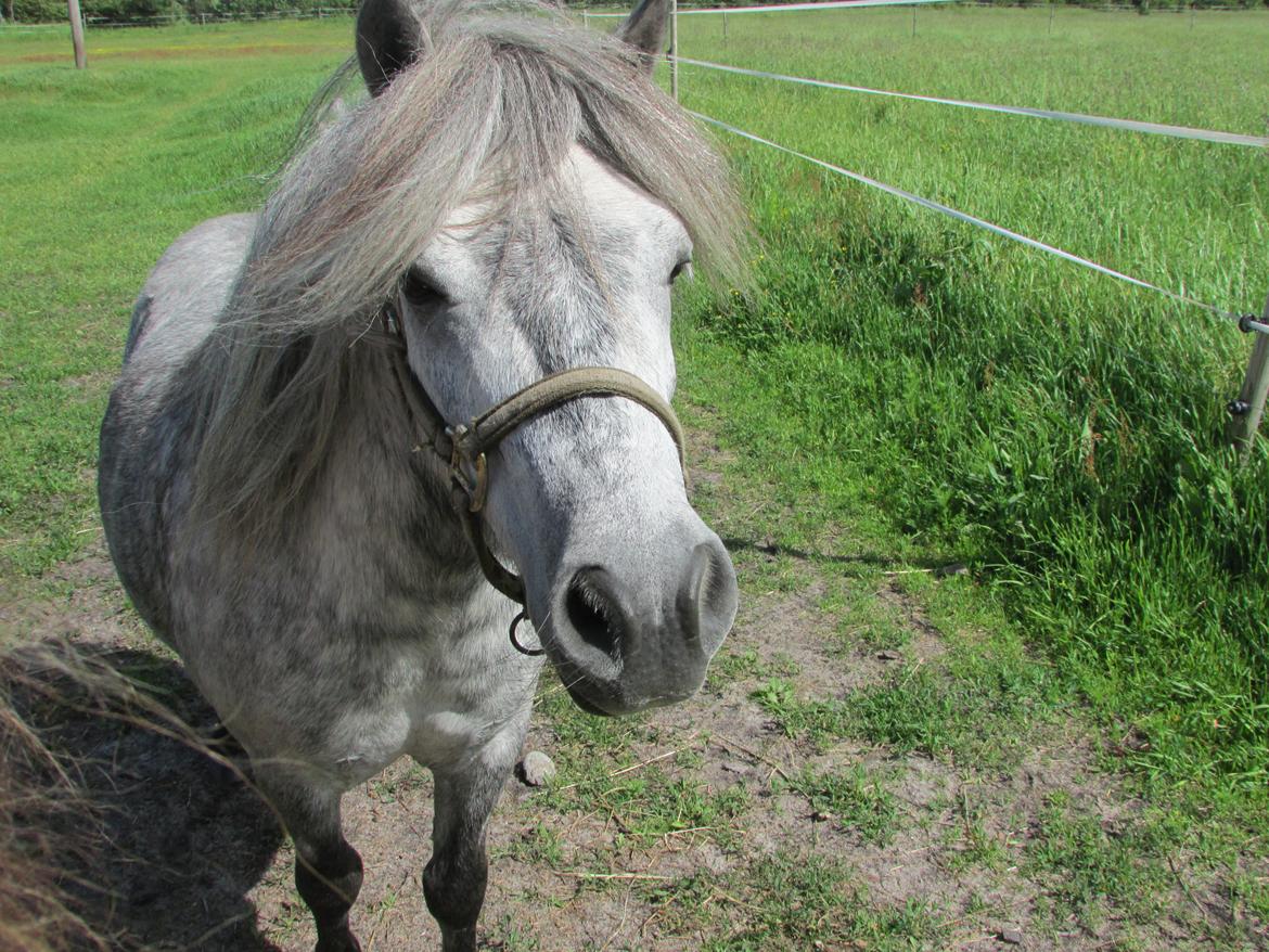 Shetlænder Teglgårdens Ymer billede 6