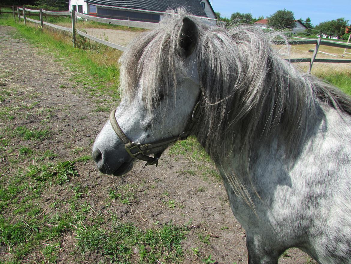 Shetlænder Teglgårdens Ymer billede 7