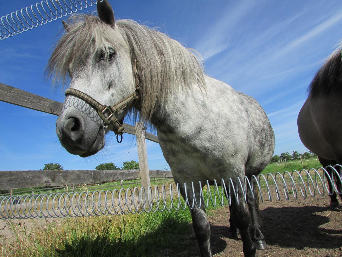 Shetlænder Teglgårdens Ymer billede 8