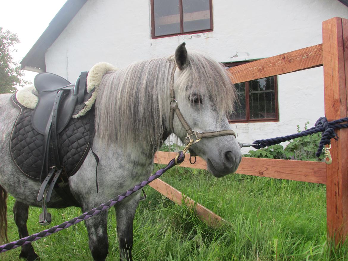 Shetlænder Teglgårdens Ymer - 5 gang med sadel!:-) billede 9