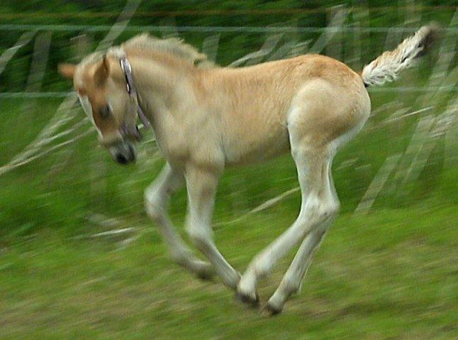 Anden særlig race Revsgaards Primo - Primo <3 d. 17. juni 2013 Leger på ridebanen billede 13