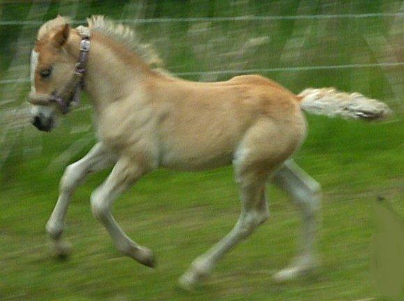 Anden særlig race Revsgaards Primo - Primo <3 d. 17. juni 2013 Leger på ridebanen billede 14