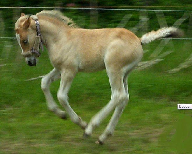 Anden særlig race Revsgaards Primo - Primo <3 d. 17. juni 2013 Leger på ridebanen billede 15