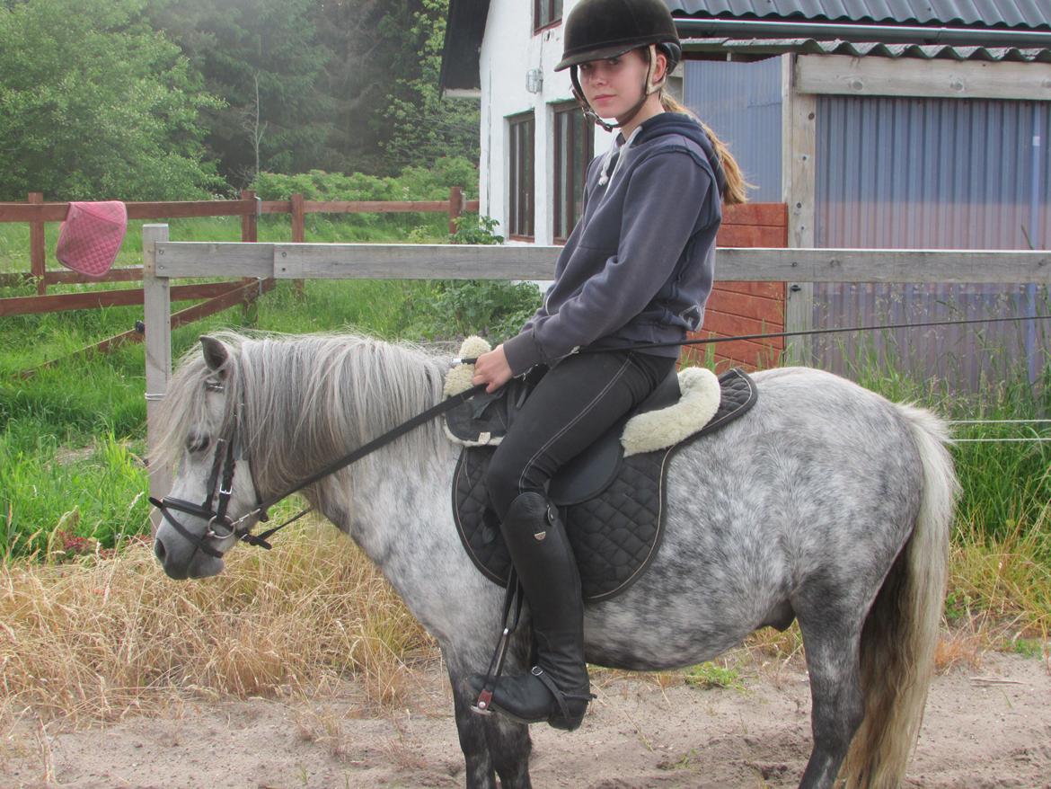 Shetlænder Teglgårdens Ymer - Er lidt stor til ham ja, hæhæ, planen er også min lillesøster skal ride ham lidt!;-) billede 10