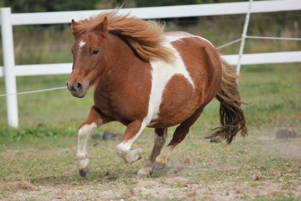 Shetlænder Mini Rødtop billede 1
