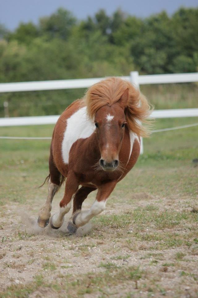 Shetlænder Mini Rødtop billede 2
