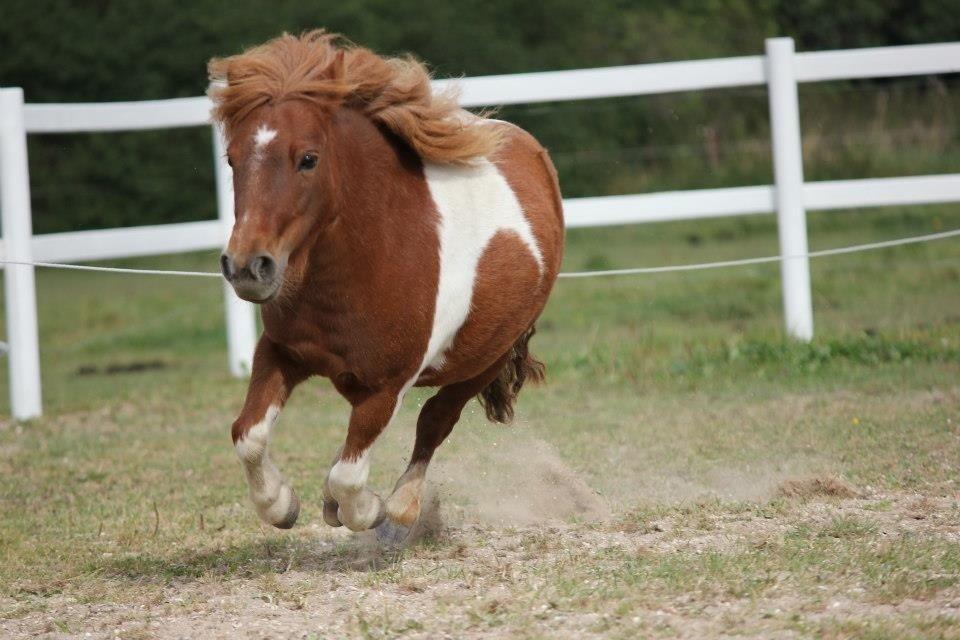 Shetlænder Mini Rødtop billede 3