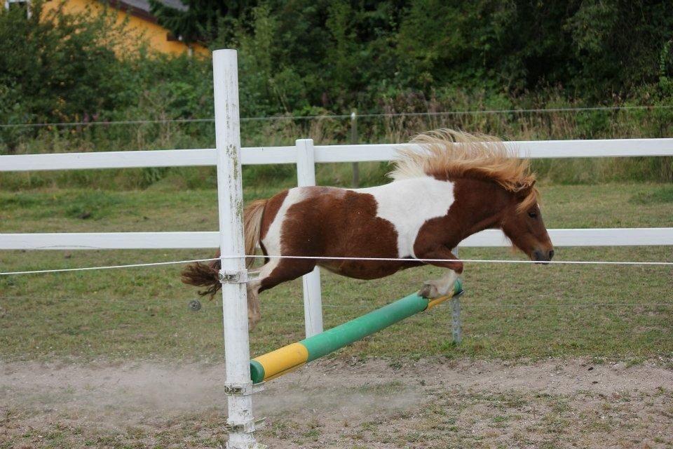 Shetlænder Mini Rødtop billede 5
