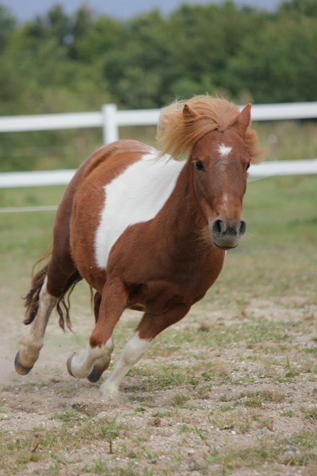 Shetlænder Mini Rødtop billede 6