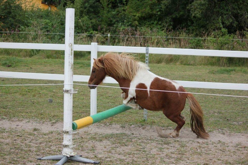 Shetlænder Mini Rødtop billede 7