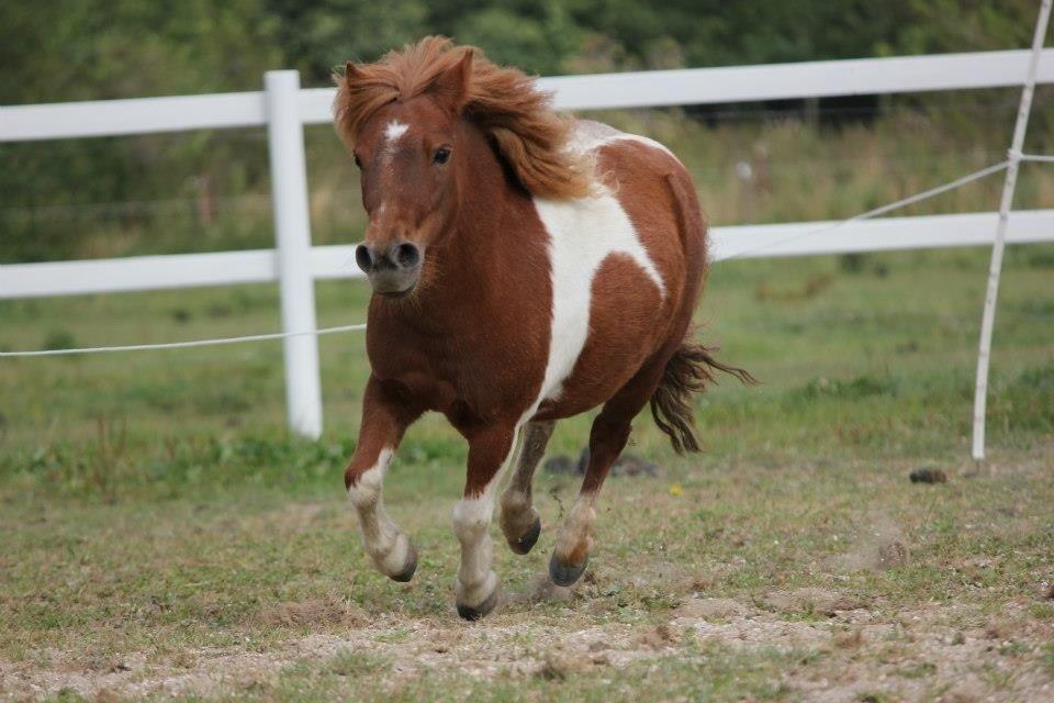 Shetlænder Mini Rødtop billede 8