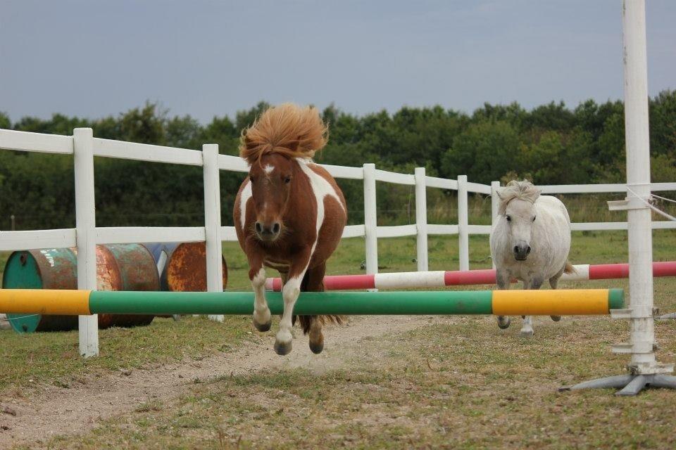 Shetlænder Mini Rødtop billede 9