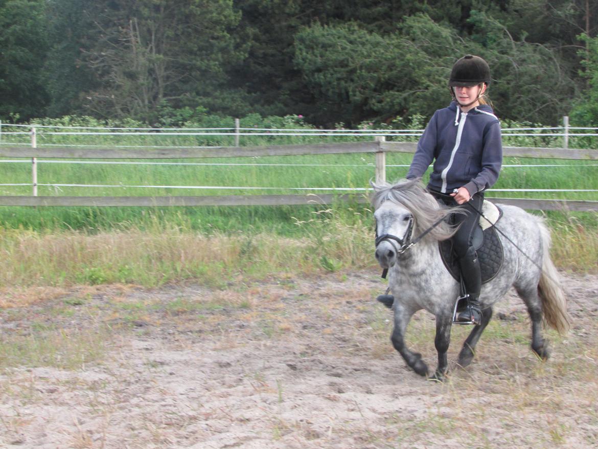 Shetlænder Teglgårdens Ymer - Søde pony!<3 billede 11