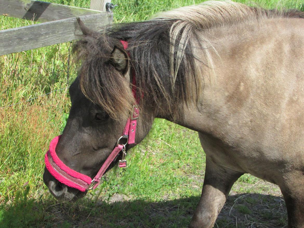 Shetlænder Teglgårdens Ydun billede 14