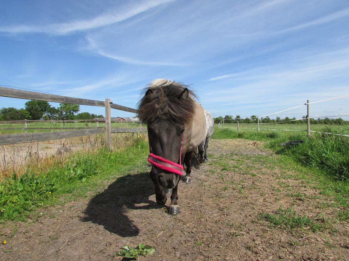 Shetlænder Teglgårdens Ydun billede 15