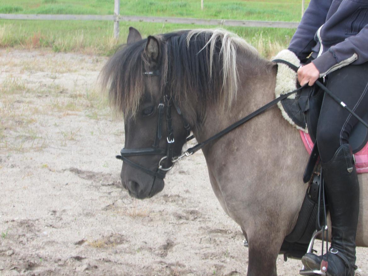 Shetlænder Teglgårdens Ydun - <3 billede 19